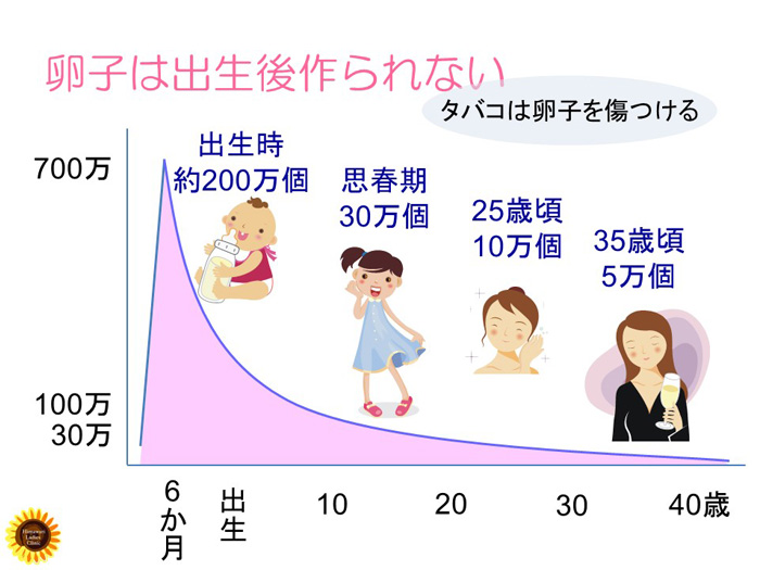 卵子は出生後作られない