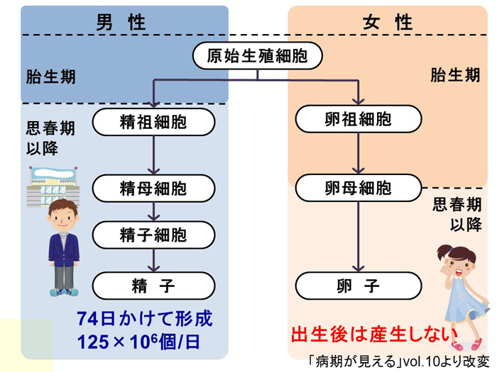 卵巣と精巣について.1