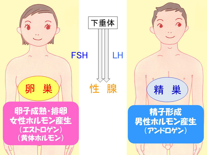 卵巣と精巣について.2
