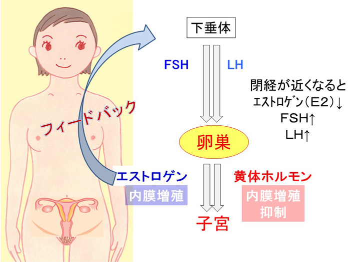 卵巣と精巣について.3