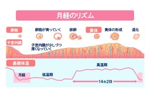 排卵から月経までは約2週間と決まってる 横浜市都筑区の婦人科 ひまわりレディースクリニック