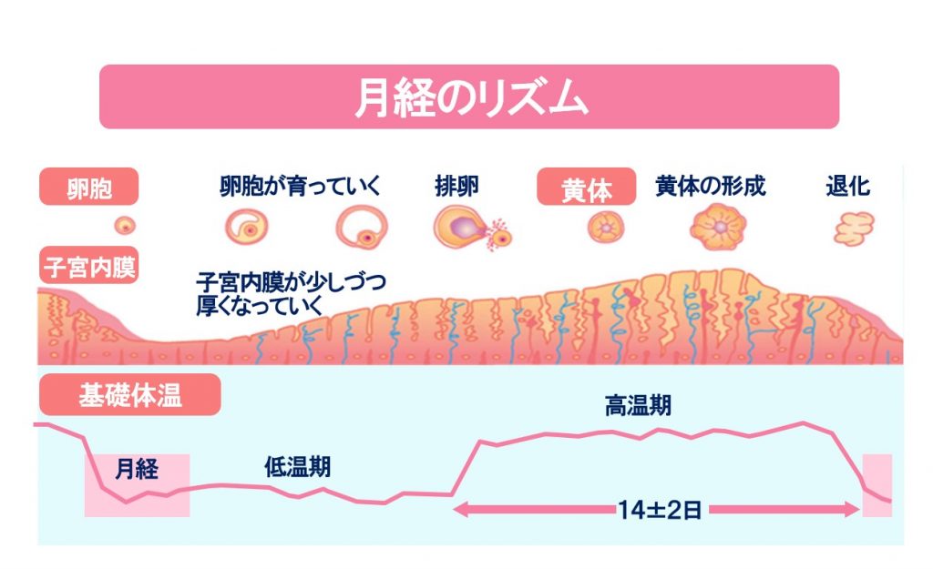 月経が遅れる7つの原因を発見